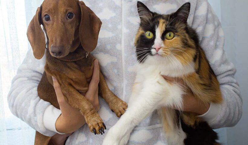 assurance chien et chat