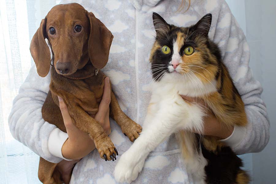 assurance chien et chat